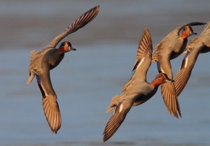 Caccia agli acquatici